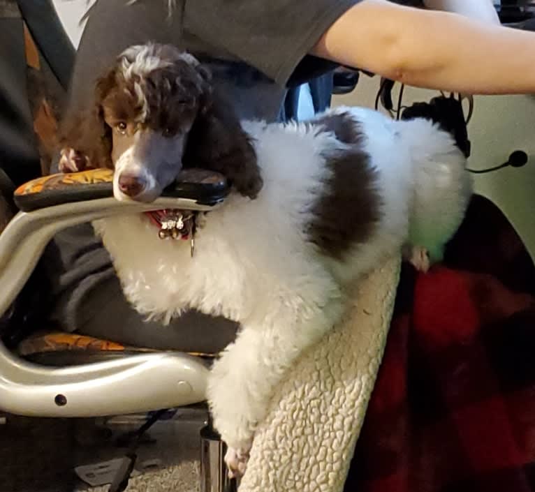 Beretta Briar, a Poodle (Standard) tested with EmbarkVet.com