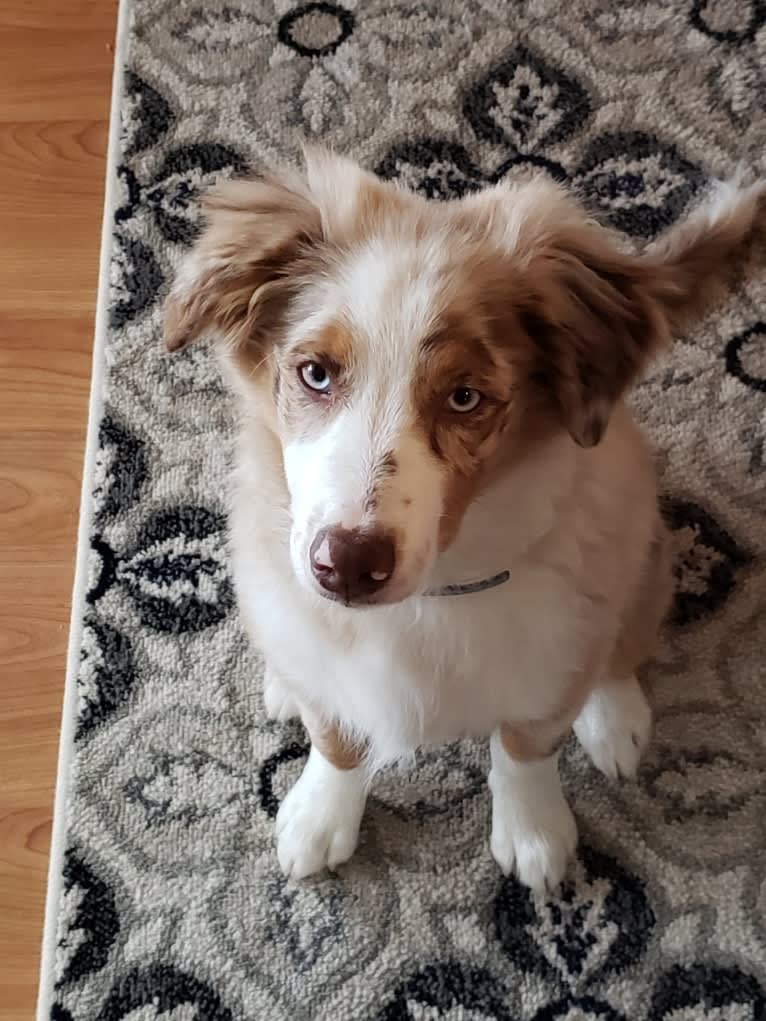 Josie, an Australian Shepherd tested with EmbarkVet.com