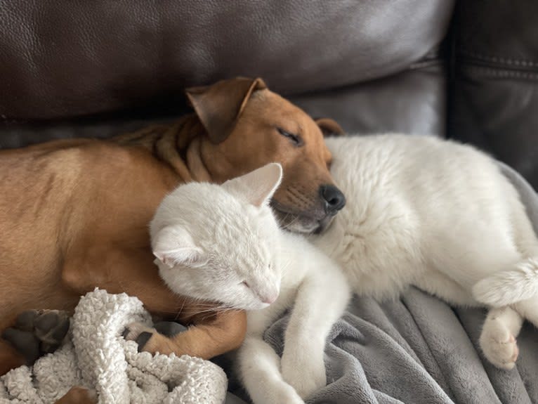 Winston, an Australian Cattle Dog and Border Collie mix tested with EmbarkVet.com