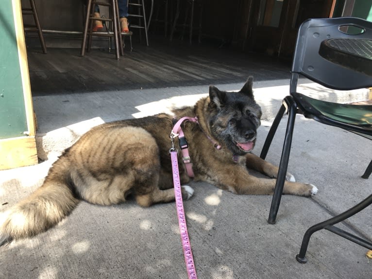 Kiki, an Akita tested with EmbarkVet.com