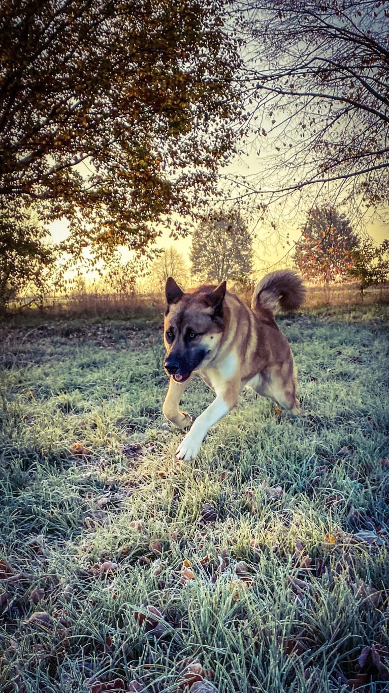 Anouk, a Yakutian Laika and Akita Inu mix tested with EmbarkVet.com