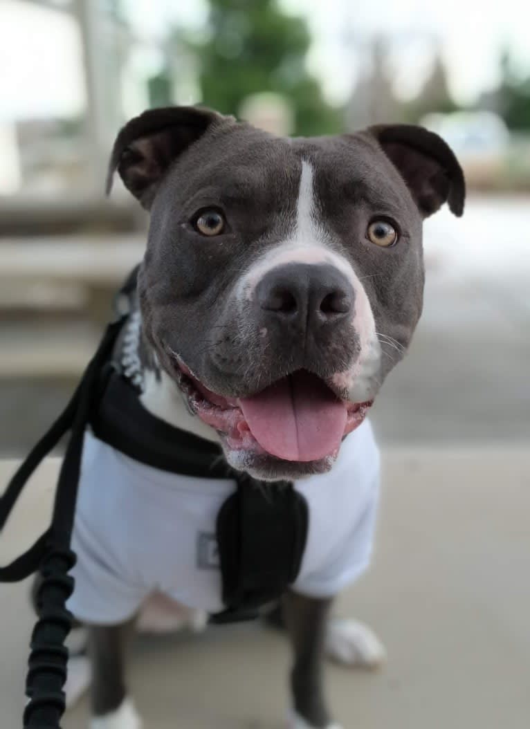 MaSiWei, an American Bully tested with EmbarkVet.com
