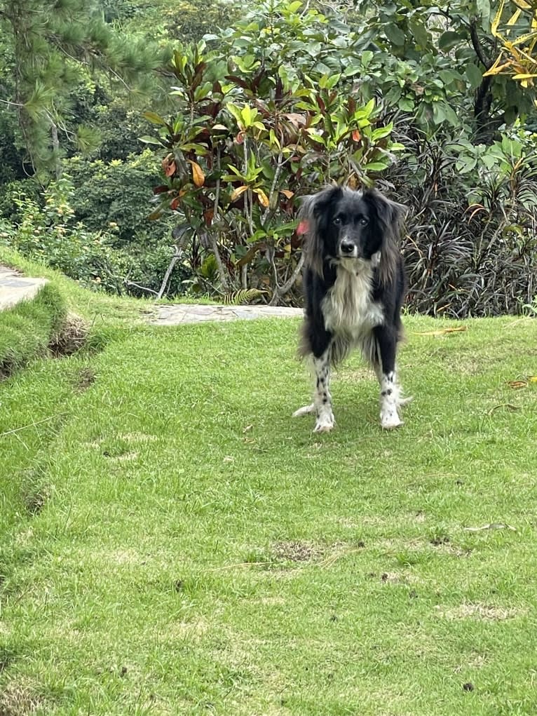 Black and white, a Boxer and Golden Retriever mix tested with EmbarkVet.com