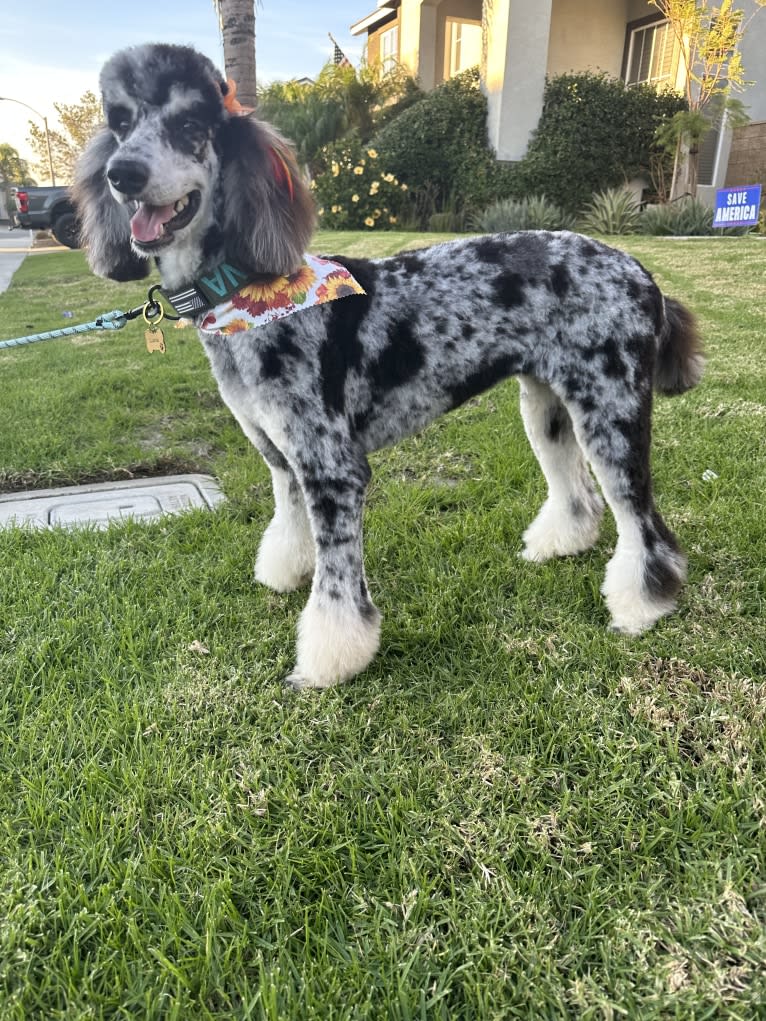 Liberty, a Poodle (Standard) tested with EmbarkVet.com