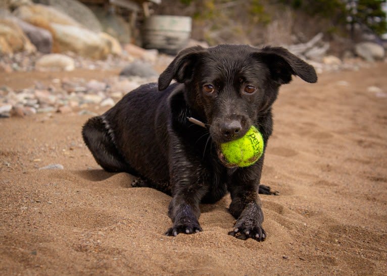 Cinder, a Newfoundland and Labrador Retriever mix tested with EmbarkVet.com