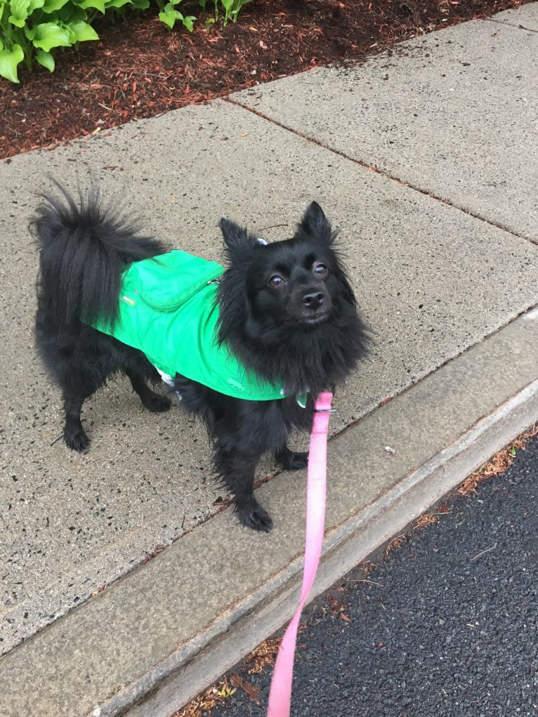 Leila, a Pomchi tested with EmbarkVet.com