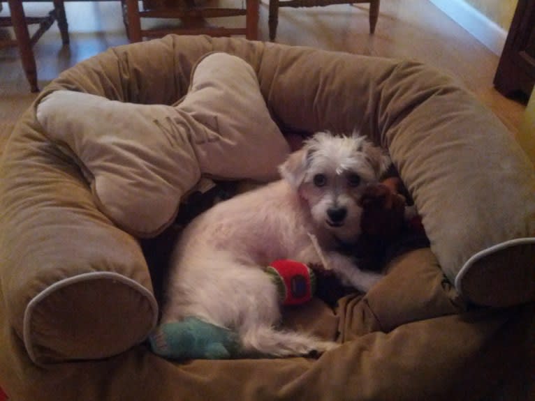 Sammy, a Poodle (Small) and Miniature Schnauzer mix tested with EmbarkVet.com