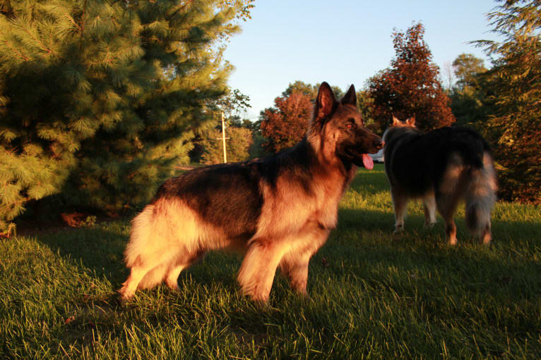 Maya, a German Shepherd Dog tested with EmbarkVet.com