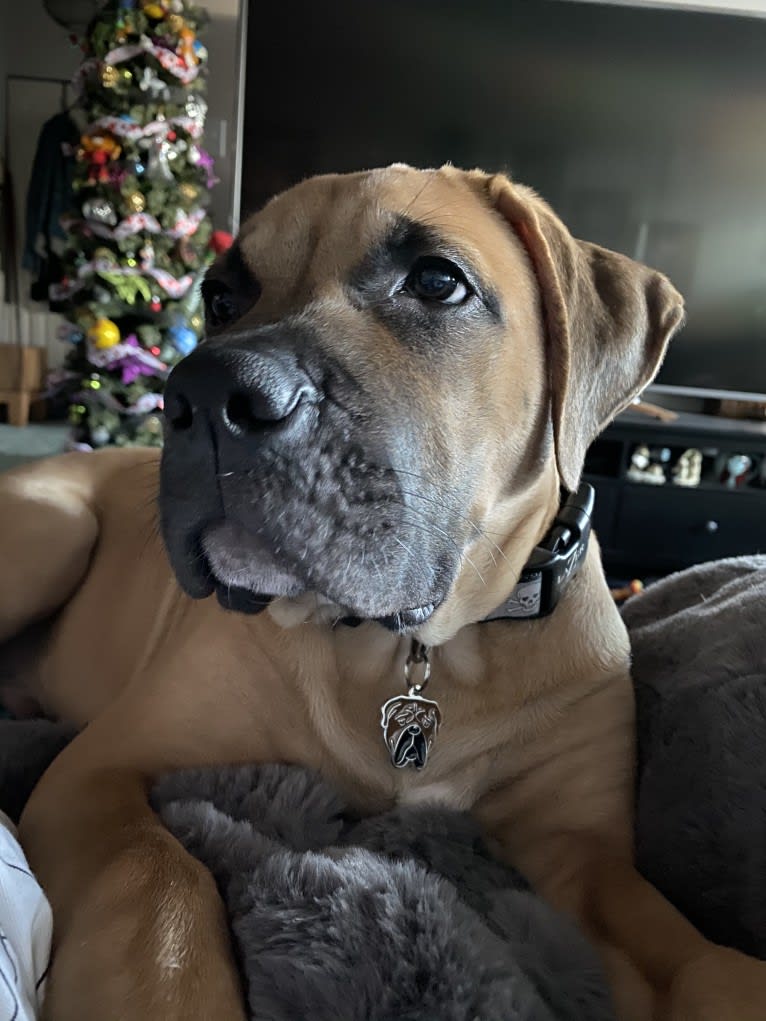 Presa canario cheap bulldog
