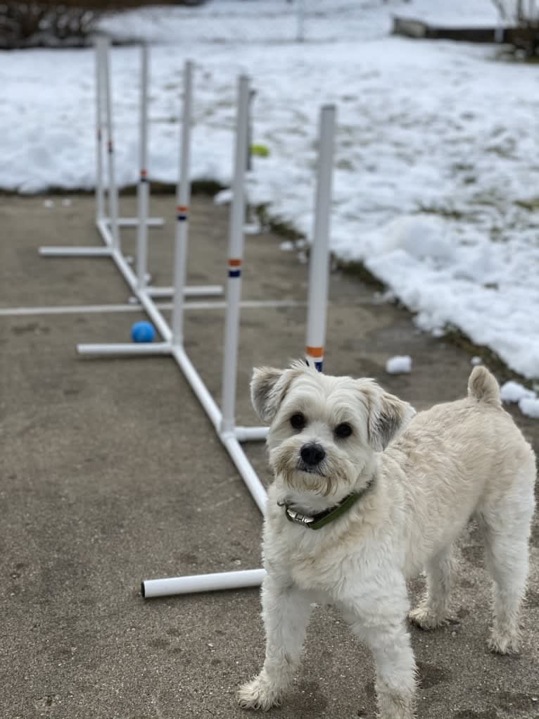 Louis Jay, a Pomeranian and Yorkshire Terrier mix tested with EmbarkVet.com