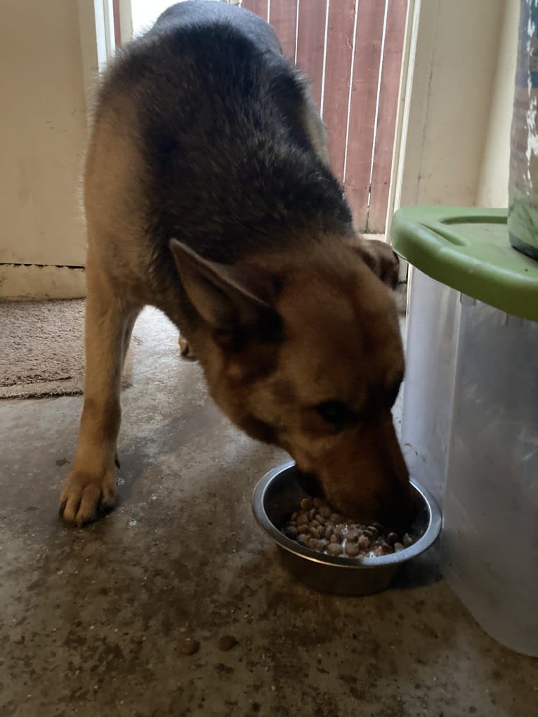 Lukas, a German Shepherd Dog and Australian Cattle Dog mix tested with EmbarkVet.com