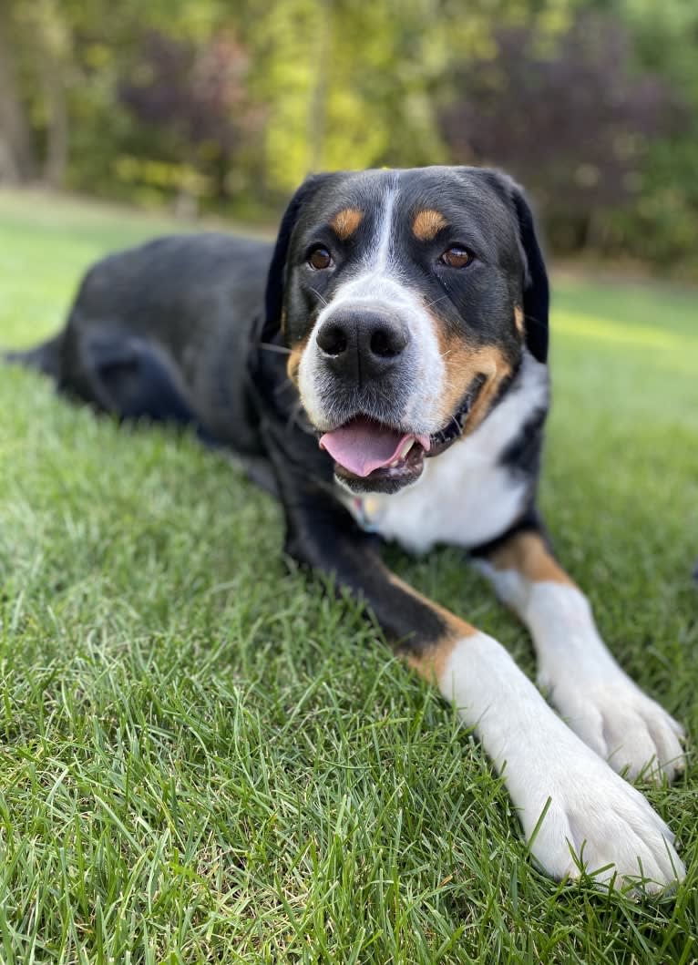 River, a Greater Swiss Mountain Dog tested with EmbarkVet.com