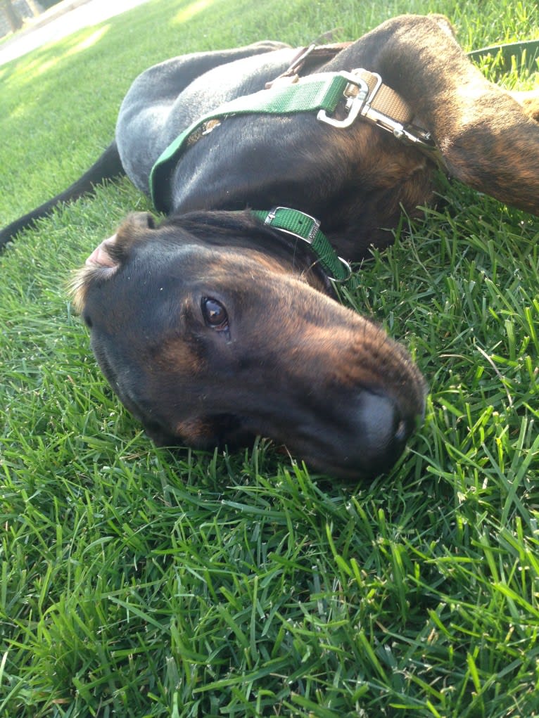 Remington, a Treeing Walker Coonhound and American Pit Bull Terrier mix tested with EmbarkVet.com