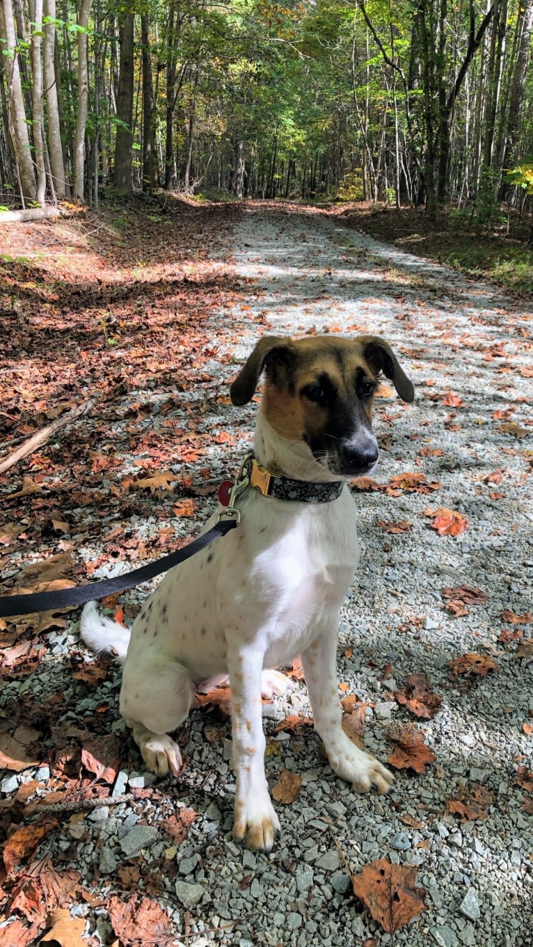 Zoe, a Labrador Retriever and American Foxhound mix tested with EmbarkVet.com