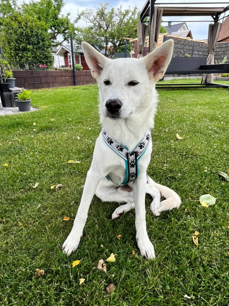 Mallow, a Canaan Dog tested with EmbarkVet.com