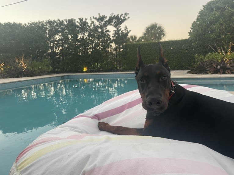 Duke, a Doberman Pinscher tested with EmbarkVet.com