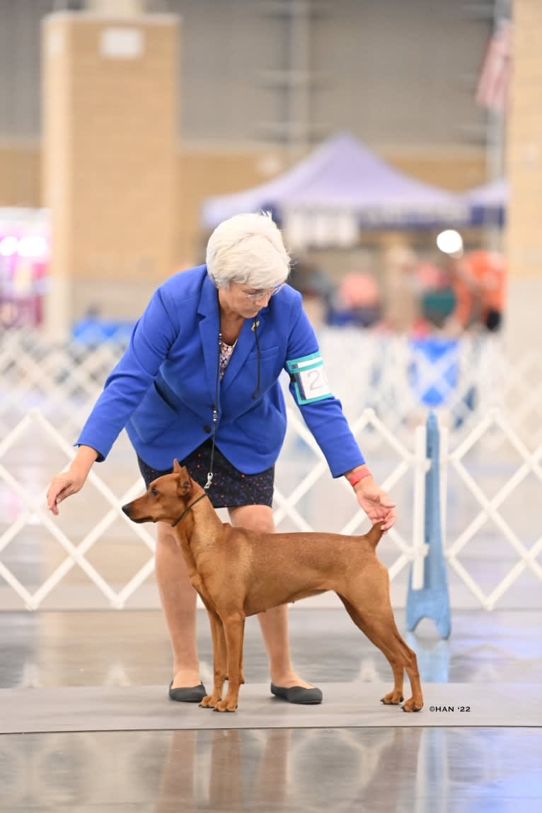 Keto, a German Pinscher tested with EmbarkVet.com