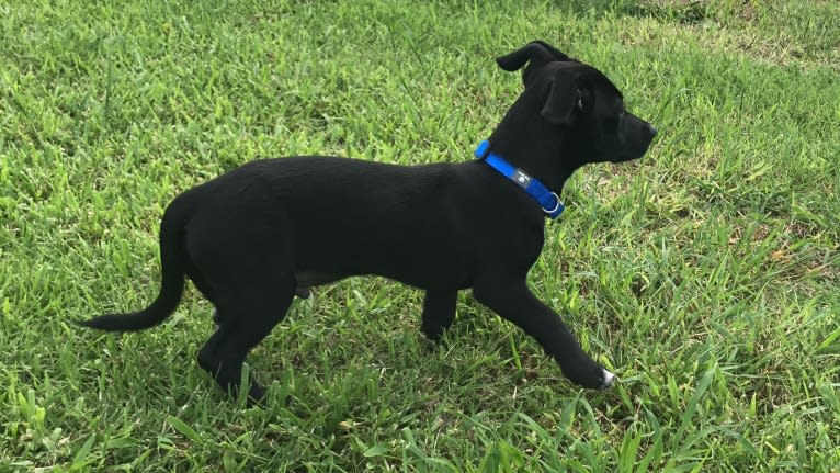 Bruno, an American Pit Bull Terrier and Siberian Husky mix tested with EmbarkVet.com