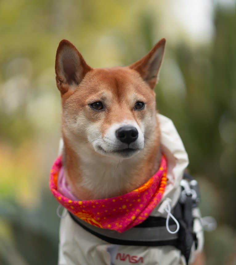 Kyoto, a Shiba Inu tested with EmbarkVet.com