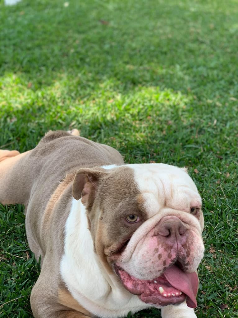 Soldado, a Bulldog tested with EmbarkVet.com