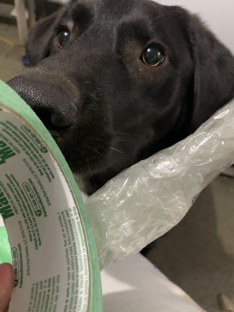 Guinness, a Labrador Retriever and Australian Cattle Dog mix tested with EmbarkVet.com