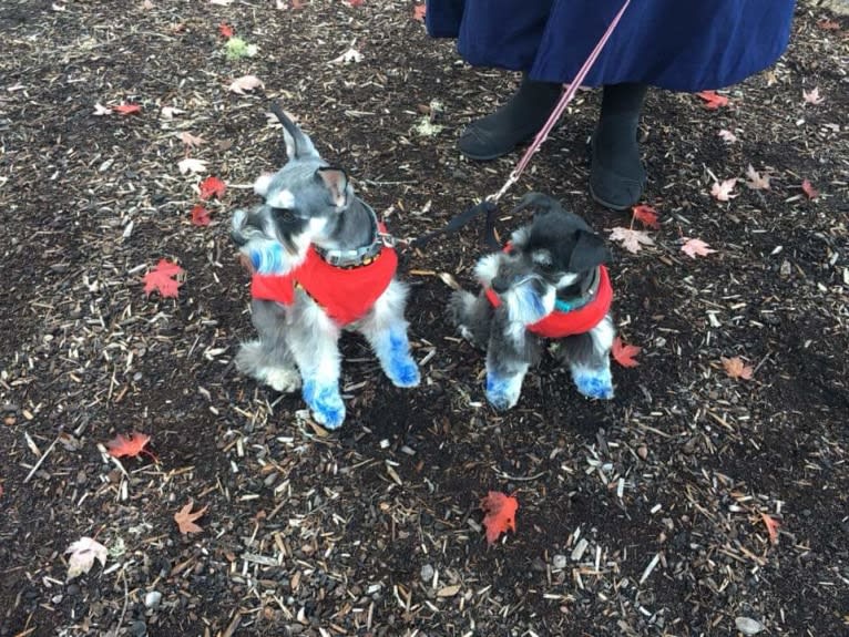 Sawyer, a Miniature Schnauzer tested with EmbarkVet.com