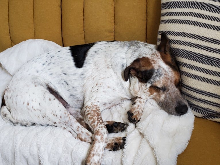 Tchoupitoulas (Chop), a Beagle and German Shepherd Dog mix tested with EmbarkVet.com