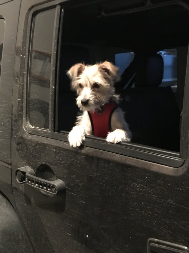 Louie, a Rat Terrier and Miniature Schnauzer mix tested with EmbarkVet.com