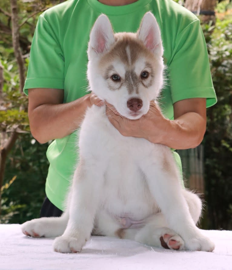 Kamikaze Boy, a Siberian Husky tested with EmbarkVet.com