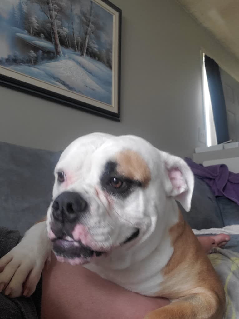 Piper, an American Bulldog tested with EmbarkVet.com