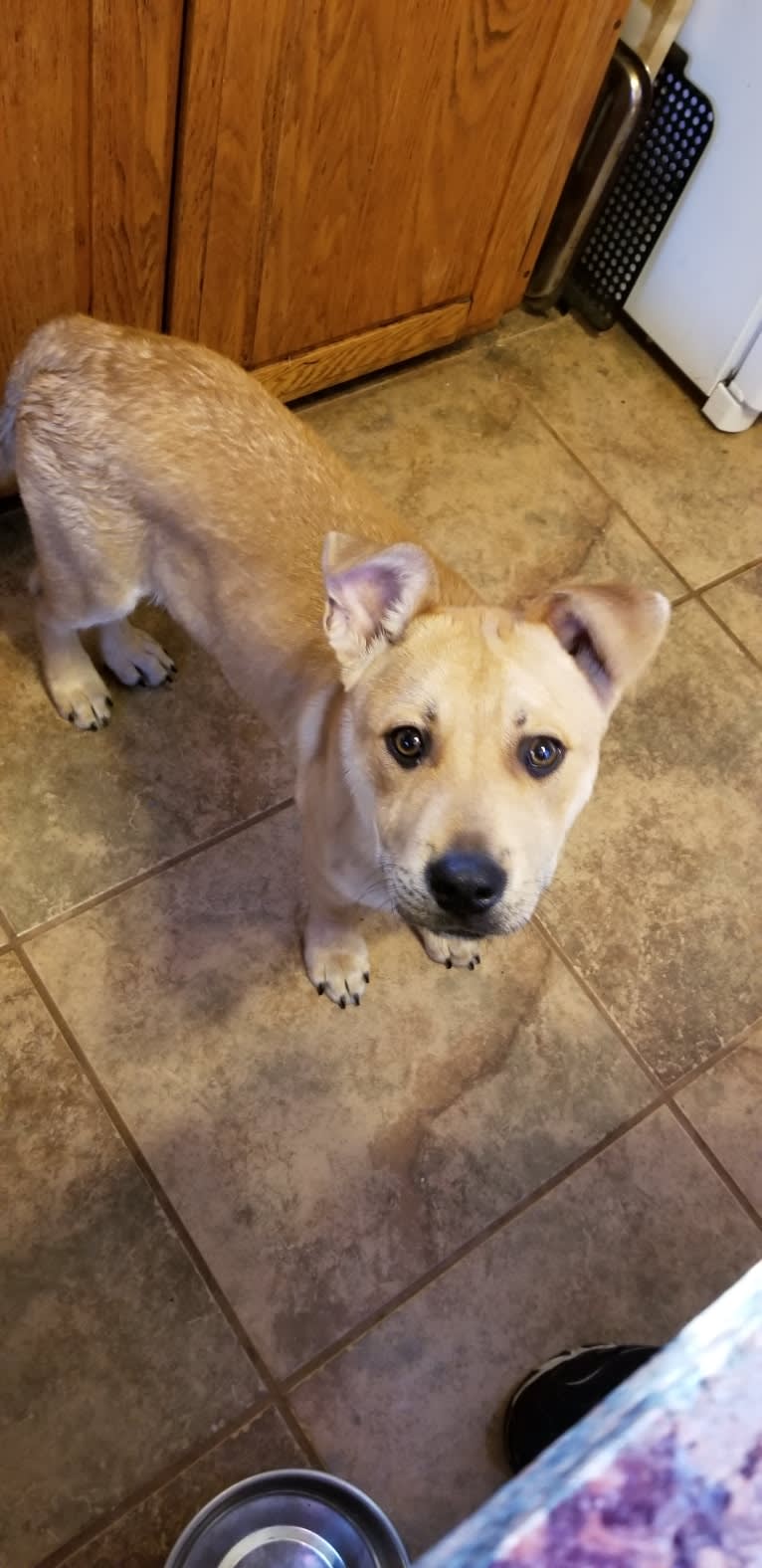 Renji, an American Pit Bull Terrier and Labrador Retriever mix tested with EmbarkVet.com