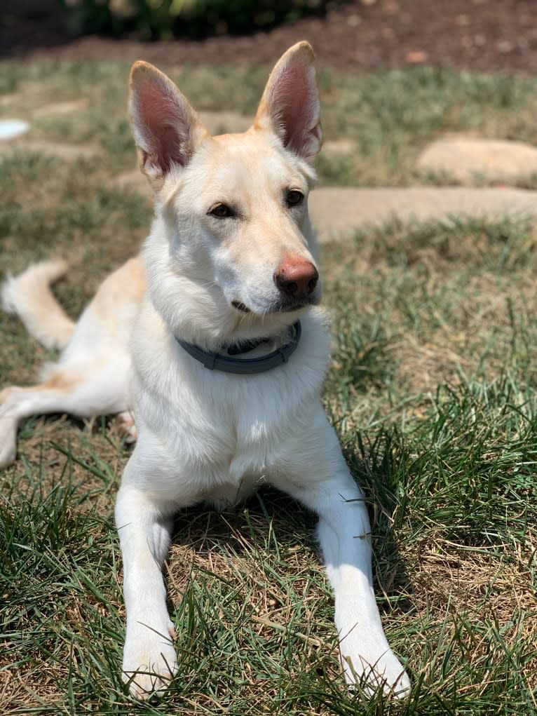 Moxie, a German Shepherd Dog and Siberian Husky mix tested with EmbarkVet.com