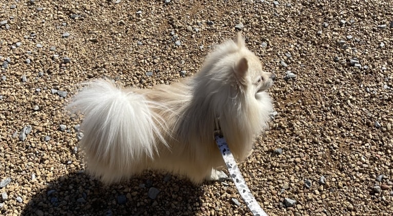 Koda, a Pomeranian tested with EmbarkVet.com