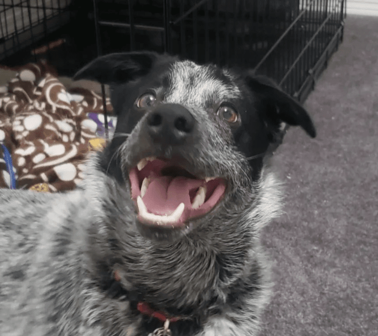 Apollo, a Border Collie and Australian Cattle Dog mix tested with EmbarkVet.com