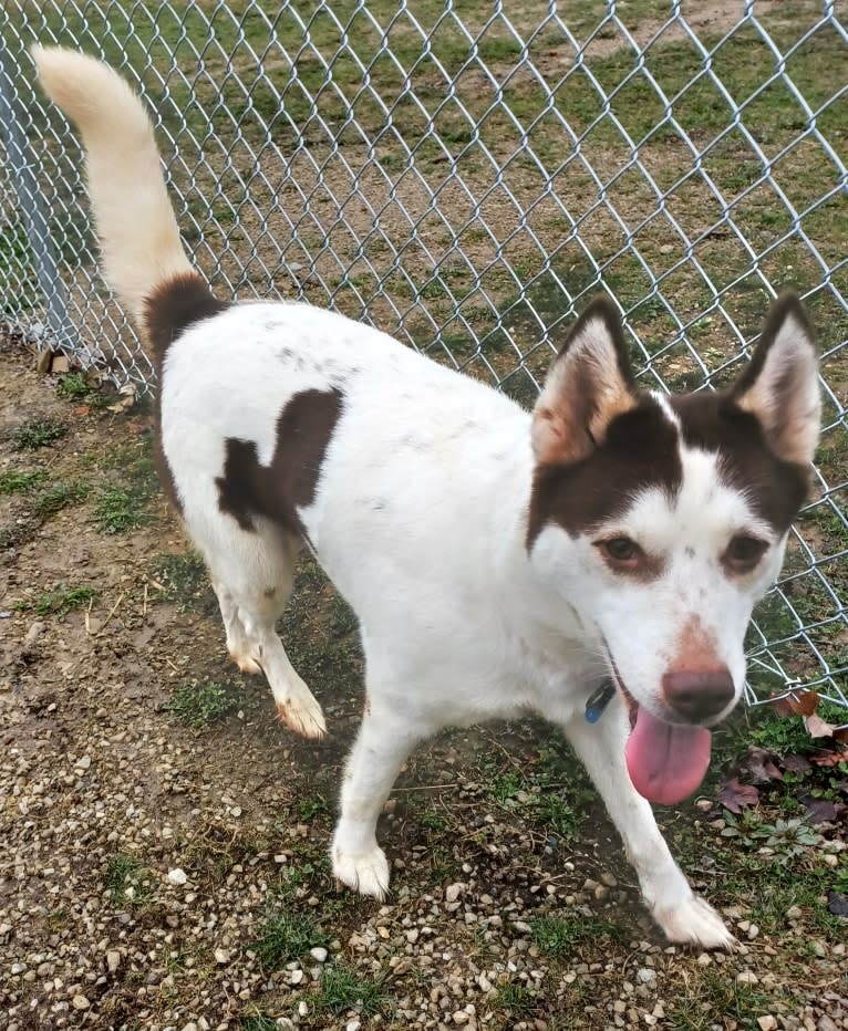 Kyah, a Siberian Husky tested with EmbarkVet.com