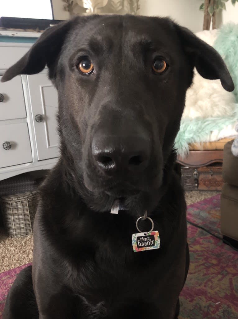 Reggie, a German Shepherd Dog and Chinese Shar-Pei mix tested with EmbarkVet.com
