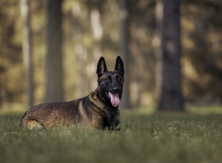 Kid, a Belgian Shepherd tested with EmbarkVet.com