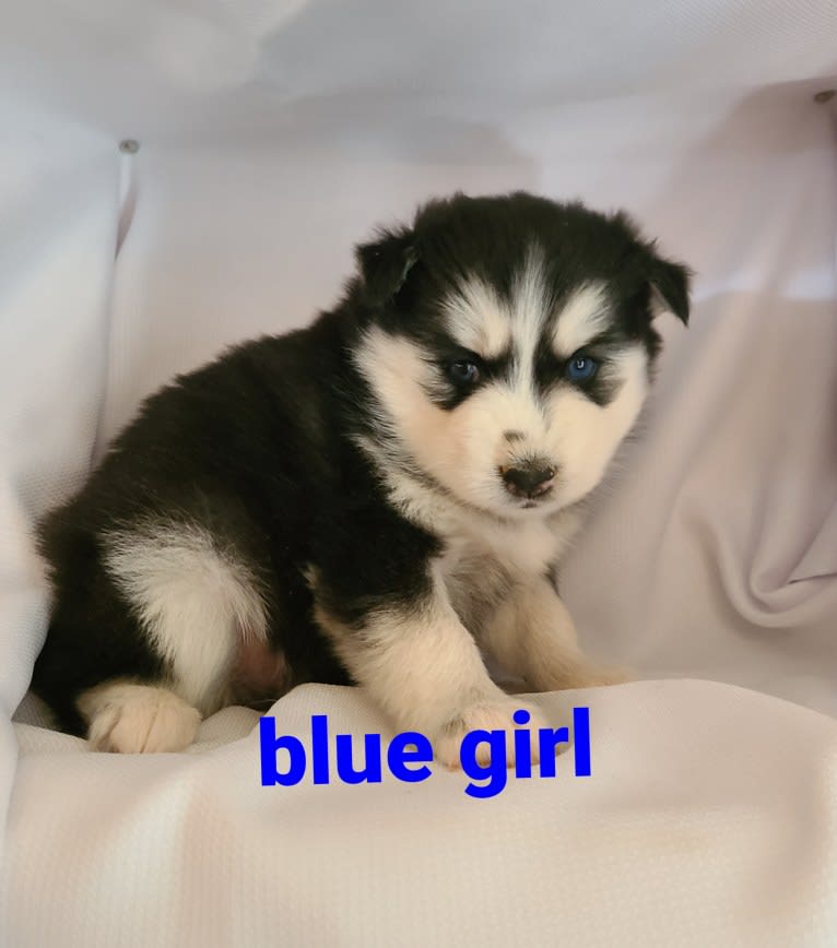 Brooklyn Blue, a Pomsky tested with EmbarkVet.com