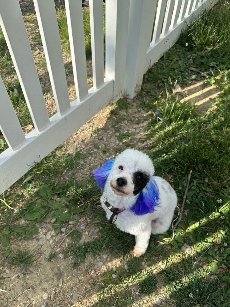 Dolly, a Poodle tested with EmbarkVet.com