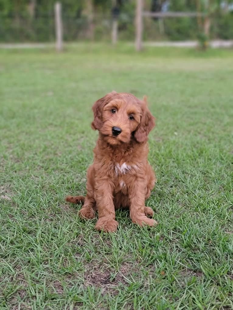 Norie, a Poodle (Standard) and Poodle (Small) mix tested with EmbarkVet.com