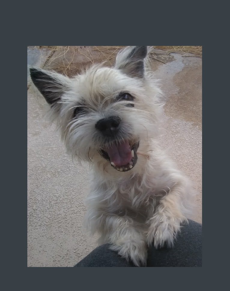 Jack Heisenberg, a Maltese and Chihuahua mix tested with EmbarkVet.com