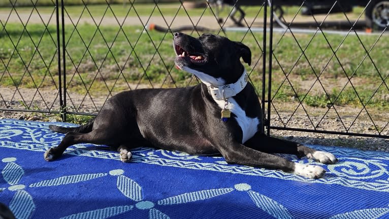 Luna, an American Pit Bull Terrier tested with EmbarkVet.com