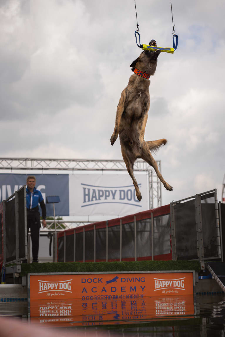 Xanu, a Dutch Shepherd and Belgian Malinois mix tested with EmbarkVet.com