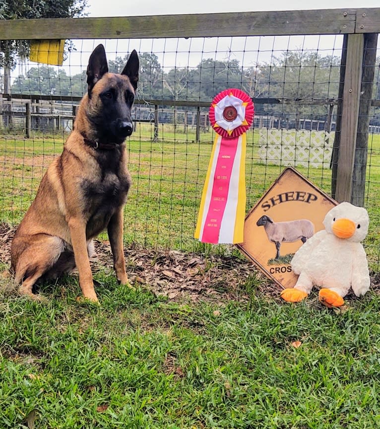 Kaden, a Belgian Shepherd tested with EmbarkVet.com