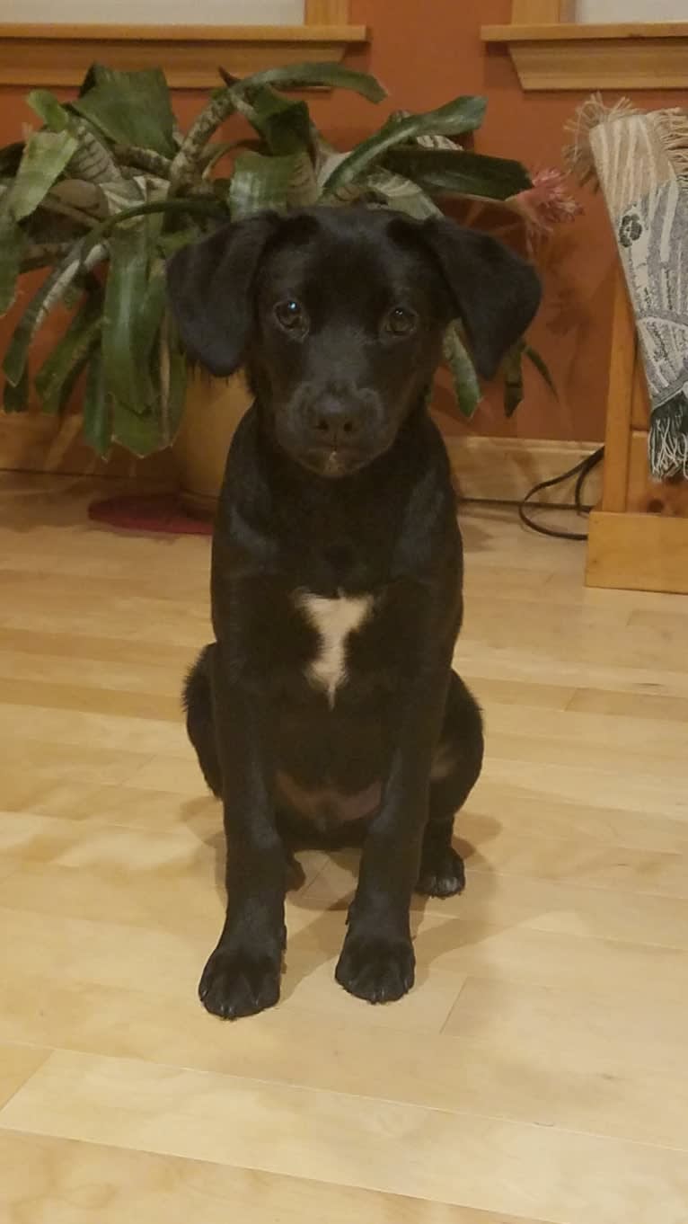 Rollo, a Labrador Retriever and Chesapeake Bay Retriever mix tested with EmbarkVet.com