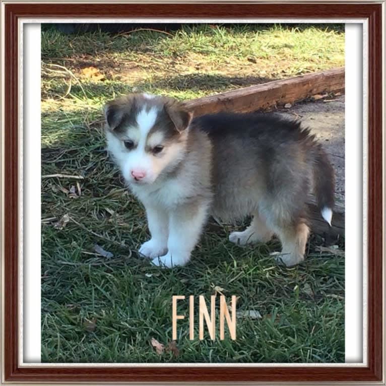 Finn, a German Shepherd Dog and Siberian Husky mix tested with EmbarkVet.com