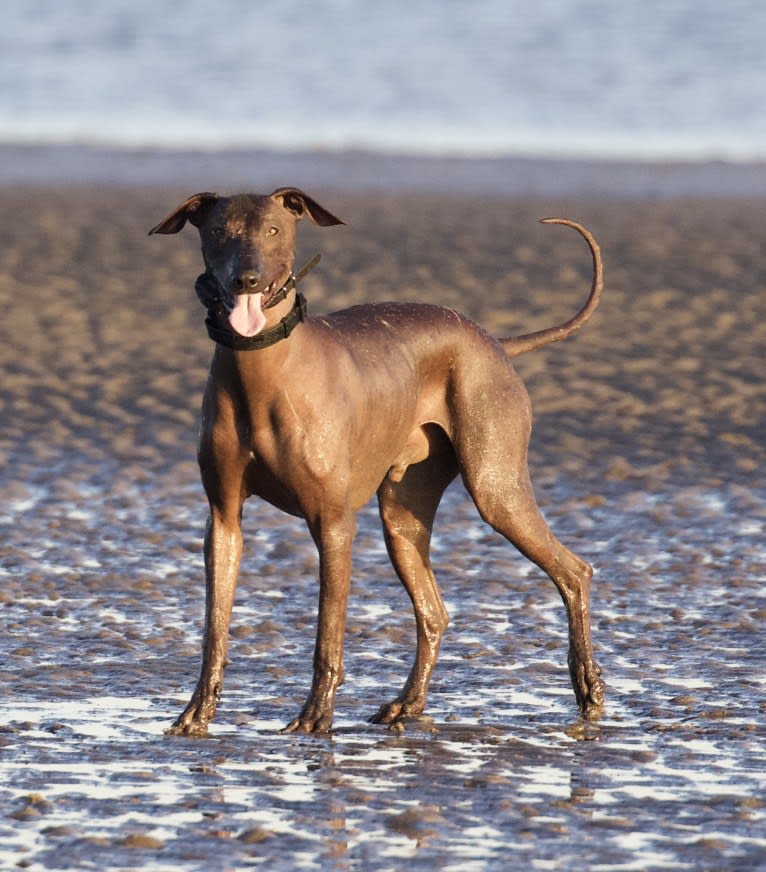 Jace, a Xoloitzcuintli and German Shepherd Dog mix tested with EmbarkVet.com