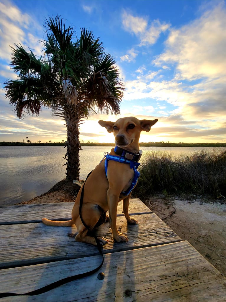 Aeriel, a Chihuahua and Miniature Pinscher mix tested with EmbarkVet.com