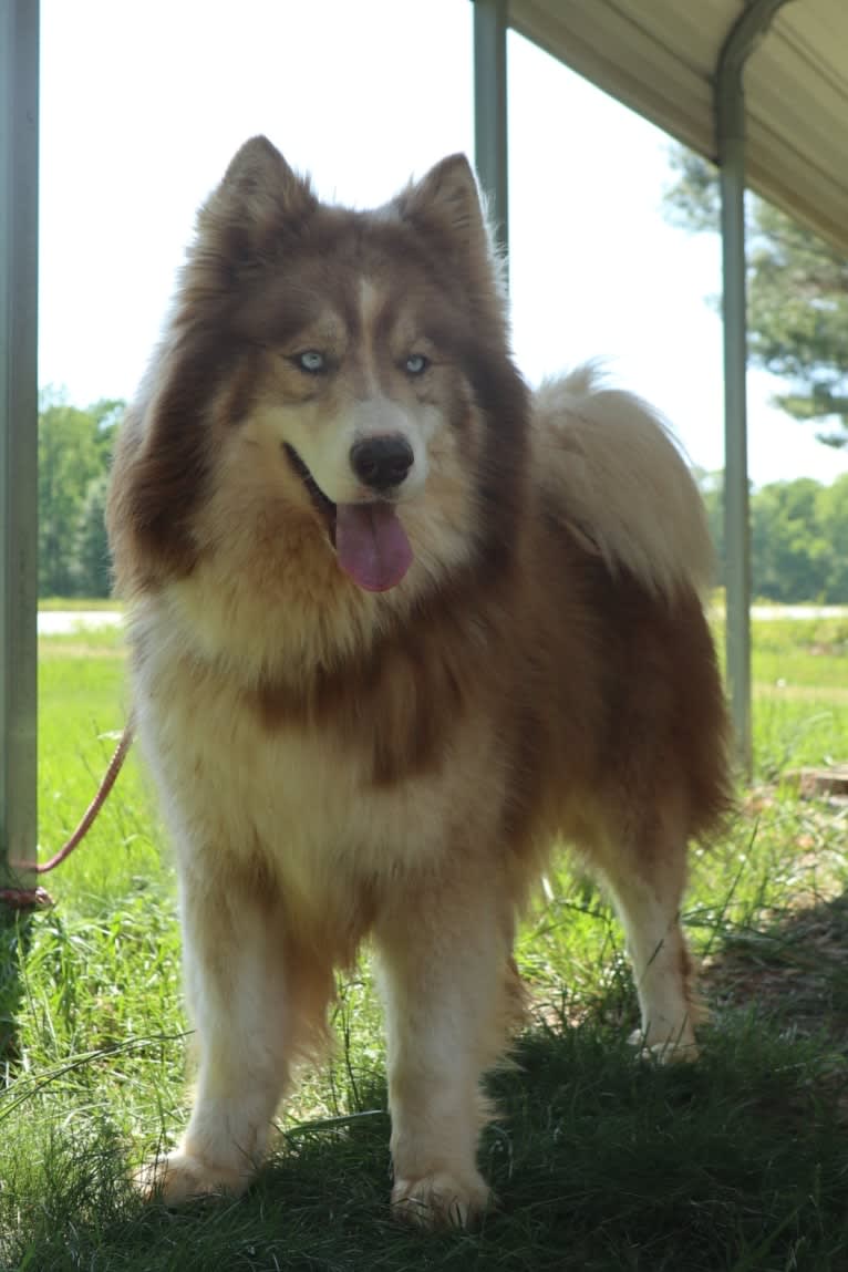 Sokka, a Siberian Husky tested with EmbarkVet.com