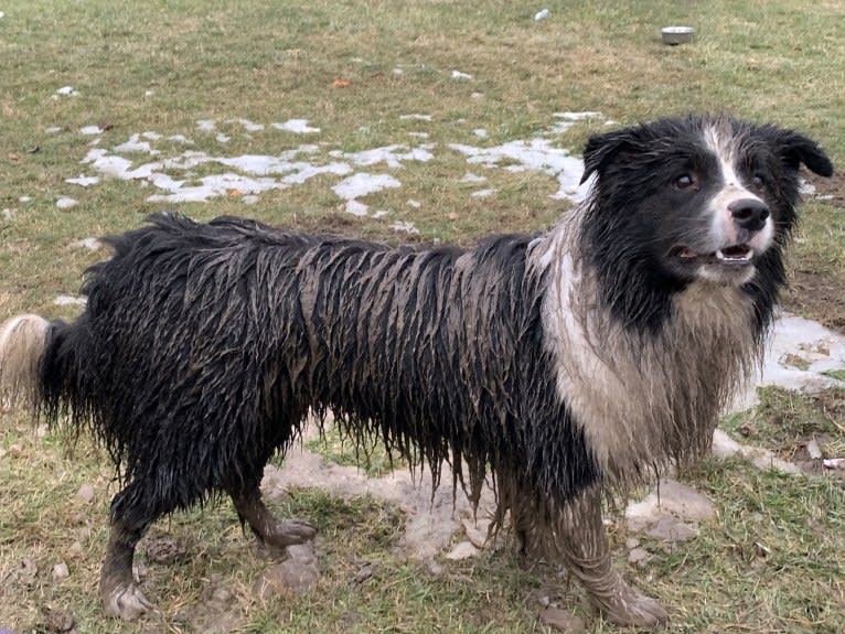 Bohdi, a Border Collie tested with EmbarkVet.com